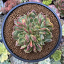 Echeveria Agavoides 'Nubeoleon' 3"-4" Crested Succulent Plant
