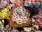 Echeveria 'Pinkmoon Shower' 2"-3" Succulent Plant