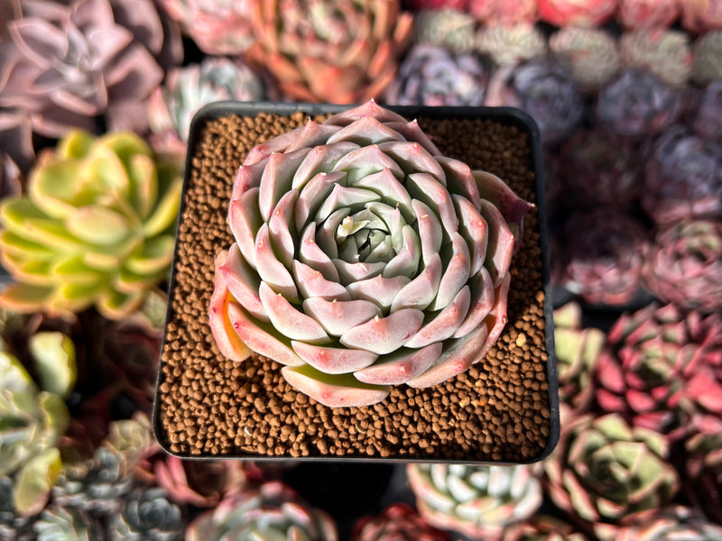 shower succulents Echeveria 'Pinkmoon Shower' 2"-3" Succulent Plant – True Succulents Plant  Co