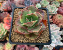 Echeveria 'Bennet' Variegated 2"-3" Succulent Plant