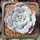 Echeveria 'Laui' 1" Powdery Succulent Plant