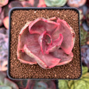 Echeveria 'Golden State' Variegated 2" Succulent Plant
