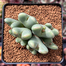 Conophytum 'Bilobum' Cluster 2"-3" Succulent Plant