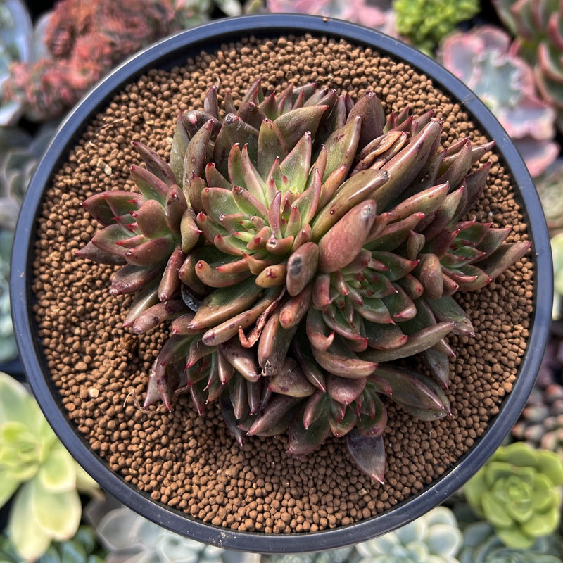Echeveria Agavoides 'Bronze Beauty' 4