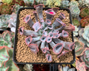 Echeveria 'Trumpet Pinky' 2"-3" Succulent Plant