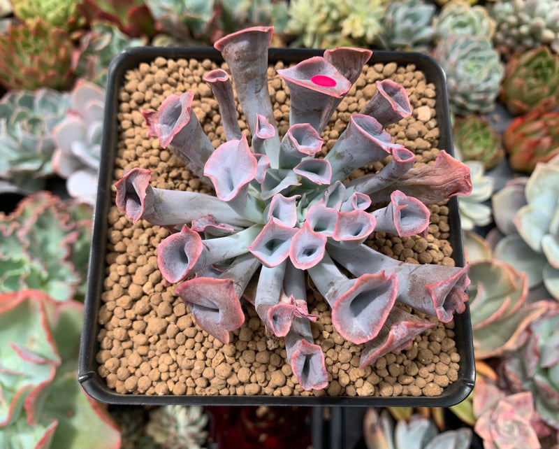 succulent trumpet plant Echeveria 'Trumpet Pinky' 2"-3" Succulent Plant – True Succulents Plant Co