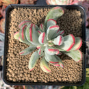 Cotyledon 'Orbiculata' Variegated 3" Succulent Plant