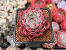 Echeveria 'Ratam' 2" Succulent Plant