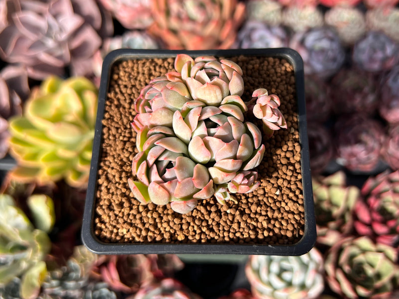 Echeveria 'Cream Grape' 2" Cluster Seed-Grown Succulent Plant