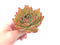 Echeveria Agavoides ‘Mundy’ 4" Rare Succulent Plant