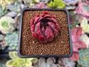 Echeveria Agavoides 'Magic Plot' 1" Succulent Plant
