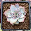 Echeveria 'Shinebright' 1" Succulent Plant