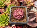 Echeveria 'Mohican' 1"-2" Succulent Plant