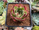 Echeveria Agavoides 'Ebony' Hybrid' 2" Succulent Plant