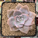 Echeveria 'La Bamba' 2" Powdery Succulent Plant