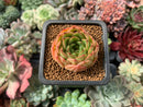 Echeveria 'Melanie' 1” Succulent Plant