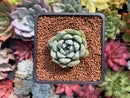 Echeveria 'Hayalobi' New Hybrid 1" Succulent Plant