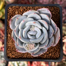 Echeveria sp. 3" Powdery Succulent Plant