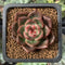 Echeveria Agavoides 'Red Wine' 1" Succulent Plant