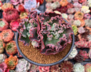 Echeveria 'Speed Bump' 4" Succulent Plant