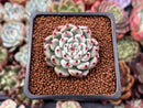 Echeveria 'Cherry Blossom Ending' 1" Succulent Plant
