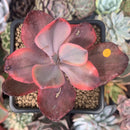 Echeveria 'Angel Wings' Variegated 2" Succulent Plant