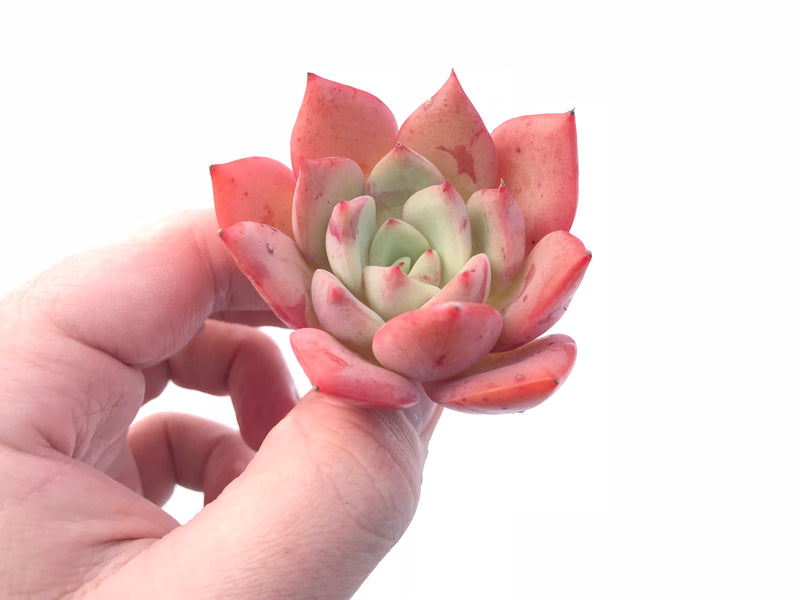 succulent salmon Echeveria Salmon 2”-3" Rare Succulent Plant – True Succulents Plant Co