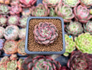 Echeveria 'Herbion' 1" Succulent Plant