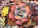 Echeveria 'Hearts Delight' 4" Cutting Succulent Plant