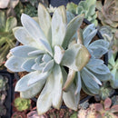 Echeveria 'Cream Sun' 5" (Not E. Ivory) Powdery Succulent Plant