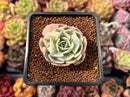 Echeveria 'Compton Carousel' Variegated 1" Succulent Plant