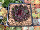 Echeveria Agavoides 'Rosa Pink' 2"-3" Succulent Plant