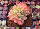 Echeveria 'Starmark' Crested 3" Succulent Plant