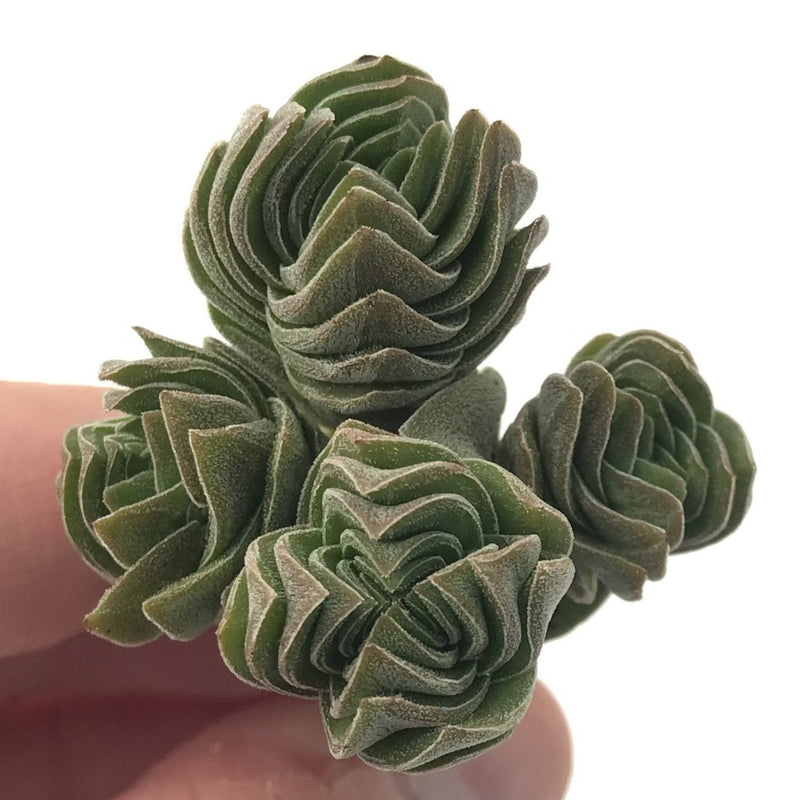 temple succulent Crassula 'Buddha's Temple' 1"-2" Succulent Plant – True Succulents Plant Co