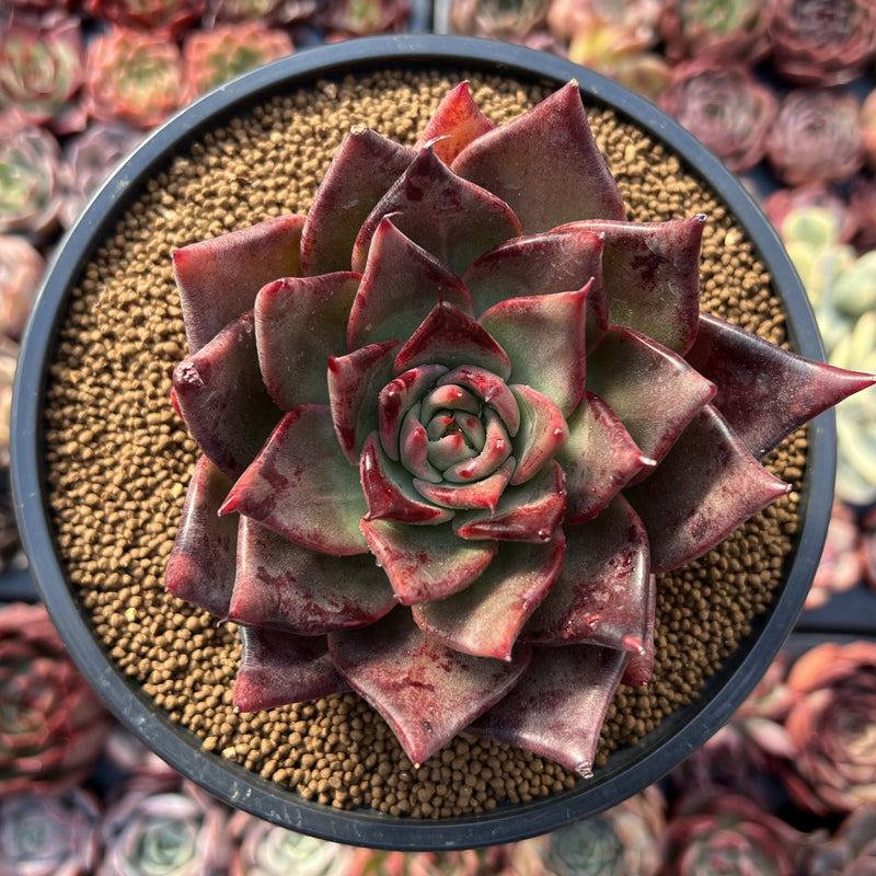 Echeveria Agavoides 'Flower Star' 4