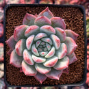 Echeveria 'Colorata' 2"-3" Succulent Plant