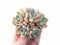 Graptoveria ‘A Grimm One’ Cluster 4” Rare Succulent Plant