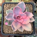 Echeveria 'Rainbow' Variegated 2"-3" Succulent Plant