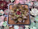 Echeveria Agavoides 'Black Queen' 2" Selected Clone Succulent Plant