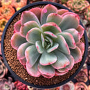 Echeveria 'Luella' Variegated 4" Succulent Plant