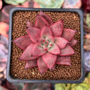 Echeveria Agavoides 'Sirus' 2" Succulent Plant