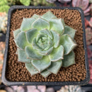 Echeveria 'Hamil' 1"-2"  Succulent Plant