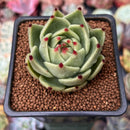 Echeveria Agavoides 'Blue Dragon' 2" Succulent Plant