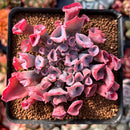 Echeveria 'Trumpet Pinky' 2"-3" Succulent Plant
