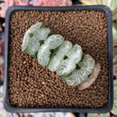 Haworthia Truncata 'Woohee' 2" Succulent Plant
