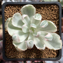 Echeveria 'Berkeley Light' Variegated 1"-2" Succulent Plant