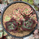 Echeveria 'Minibelle' Variegated Cluster 5" Succulent Plant