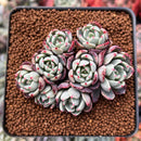 Echeveria 'Nanahukumini' 2" Cluster Succulent Plant