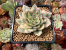 Echeveria 'Esther' Variegated 3" Succulent Plant