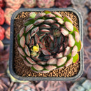 Echeveria 'Dreams Rose' 2"-3" Succulent Plant